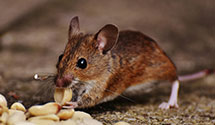 24 Hour & Emergency Exterminators in Marietta, OH